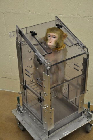 شکنجه‌گاهِ حیوانات | بازنگری در آزمایش روی حیوانات