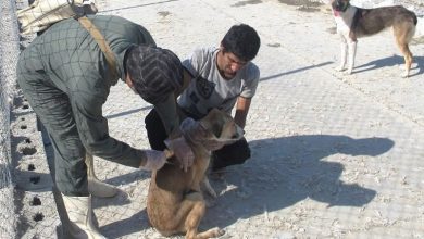 واکسیناسیون سگ‌های صاحب‌دار بوشهر علیه هاری