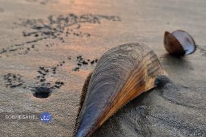 تکرار ماجرای مرگ صدف‌ها در ساحل بندرعباس [+ تصاویر]