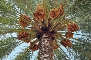 آتش به جان ۳۰ تُن خرما در جیرفت افتاد