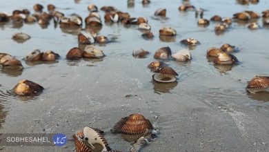 تکرار ماجرای مرگ صدف‌ها در ساحل بندرعباس [+ تصاویر]