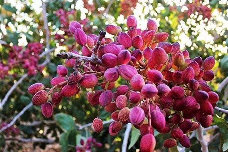 بیش از 40 درصد از محصول پسته در اثر قطع برق از بین رفت