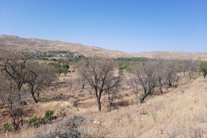 سرنوشت باغ‌های قدیمی روستای اورنه قزوین