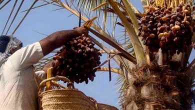 «حال محصول خرما در کرمان خوب نیست»