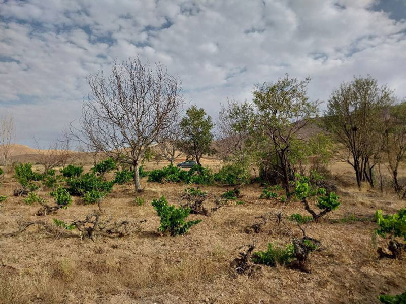 سرنوشت باغ‌های قدیمی روستای اورنه قزوین