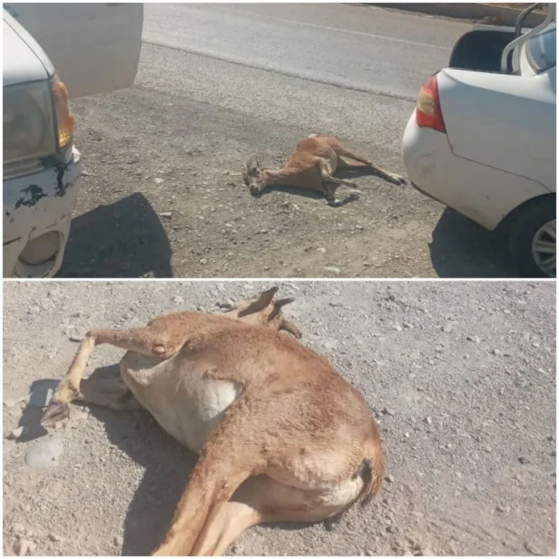 تلف شدن یک میش وحشی بر اثر تصادف جاده‌ای در قمصر [+ عکس]