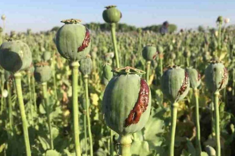 کشت این ماده در زنجان ممنوع شد