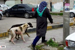 آمار بالای حیوان‌گزیدگی و کمبود سرم ضدهاری در کرمان