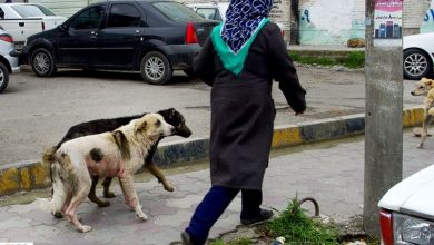 آمار بالای حیوان‌گزیدگی و کمبود سرم ضدهاری در کرمان