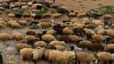 سرقت احشام، چالش جدید عشایر همدان