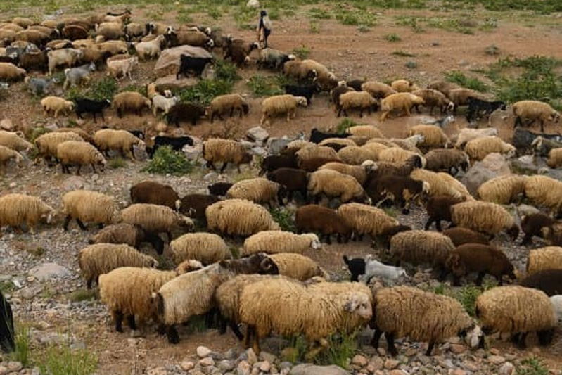 سرقت احشام، چالش جدید عشایر همدان