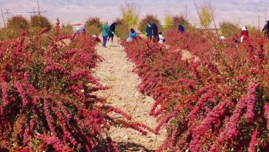 علت کاهش تولید زرشک در خراسان جنوبی