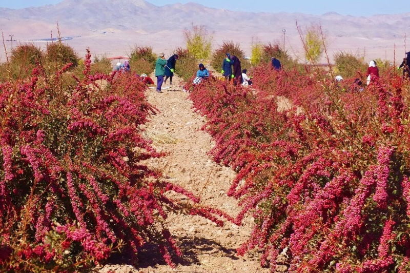 علت کاهش تولید زرشک در خراسان جنوبی