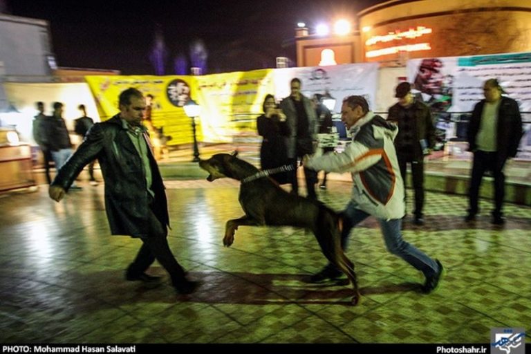 برخورد با مأمور شهرداری مشهد به دلیل رفتار نامناسب با سگ‌ها