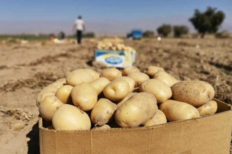 کشف بیش از ۵۰۰ تن سیب‌زمینی احتکار شده در لرستان