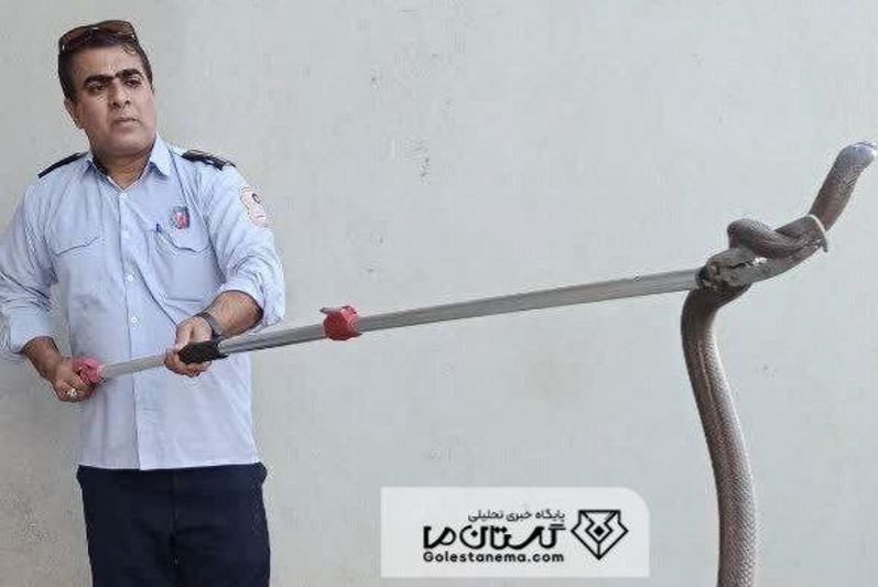 زنده‌گیری مار ۲ متری در کارخانه آرد کلاله گلستان