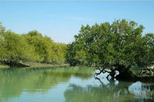 خطر نابودی ۷۵۰ هکتار جنگل حرا