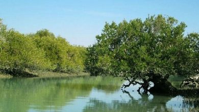 خطر نابودی ۷۵۰ هکتار جنگل حرا