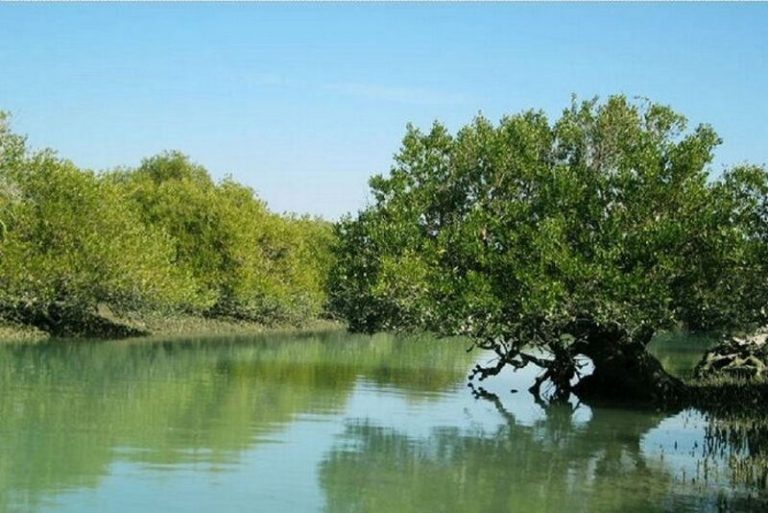 خطر نابودی ۷۵۰ هکتار جنگل حرا