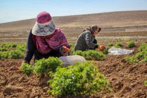کشاورزی زیر تیغ بودجه‌ کم و مدیریت پراکنده