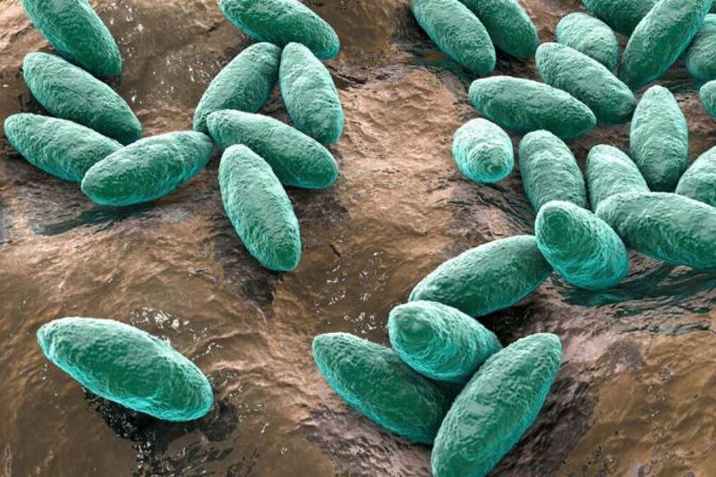 رتبه چهارم اردبیل در ابتلا به تب مالت