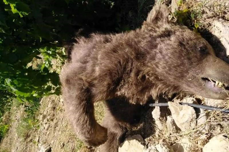 خرس زخمی دنا تلف شد