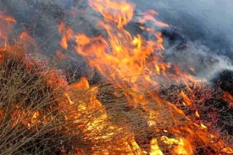 «۱۸۰ هکتار از مراتع قزوین به دلیل‌ آتشسوزی از بین رفته است»