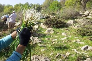 دستگیری باند برداشت غیرمجاز گیاهان دارویی در کرمان