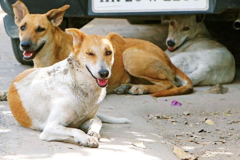 گلایهی زاهدانیها از لاشهی سگها