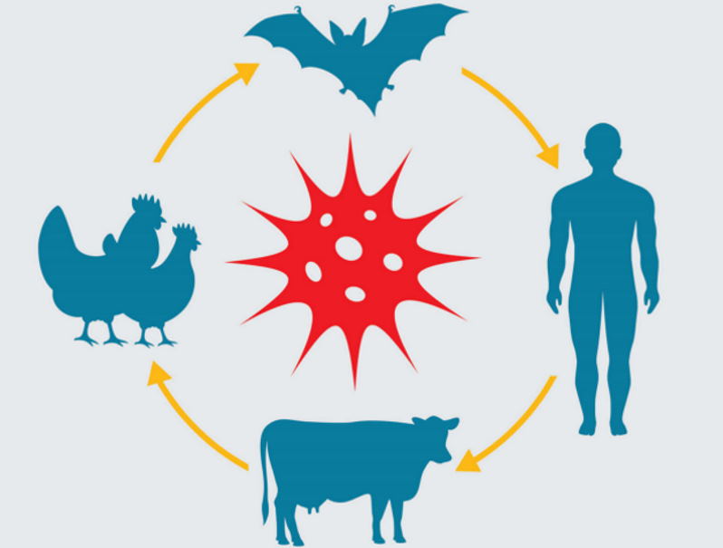 «همه در معرض ابتلا به بیماری های زئونوز هستند»