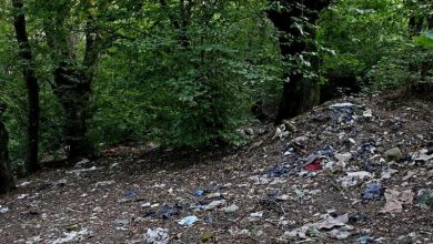 پارک جنگلی امام رضا شهرستان کردکوی در سراشیبی فرسایش