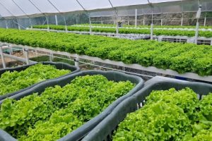 کشت گلخانه‌ای؛ نسخه نجات کشاورزی در عصر خشکسالی