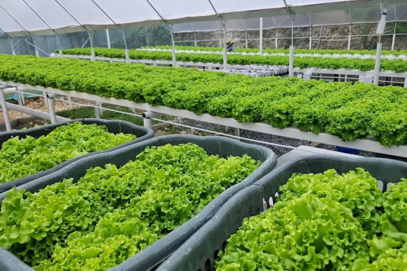 کشت گلخانه‌ای؛ نسخه نجات کشاورزی در عصر خشکسالی