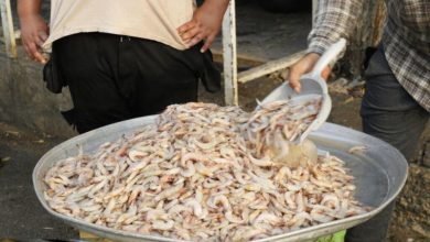 میگو؛ غذای سنتی بوشهر که کالای لوکس شد