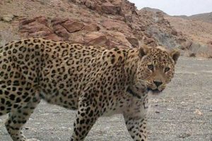 مشاهده پلنگ ایرانی در کوه معلای نایین