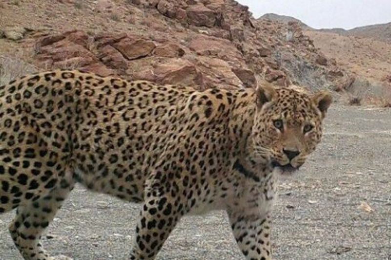 مشاهده پلنگ ایرانی در کوه معلای نایین