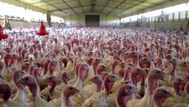 کشف ۱۳۰۰ قطعه بوقلمون فاقد مجوز در کوهدشت