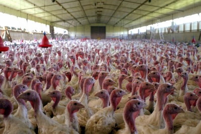 کشف ۱۳۰۰ قطعه بوقلمون فاقد مجوز در کوهدشت