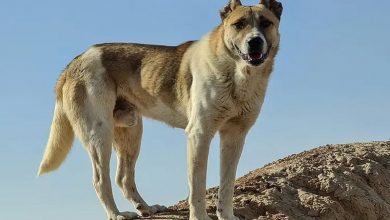 ۷ قربانی هاری در کرمان از ابتدای سال