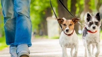 برخورد قانونی با سگ‌گردانی در اصفهان