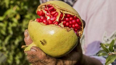 جشنواره انار جوشقان کاشان جمعه 25 مهر برگزار می‌شود