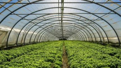 صادرات محصولات گلخانه‌ای اصفهان در سایه کم‌آبی