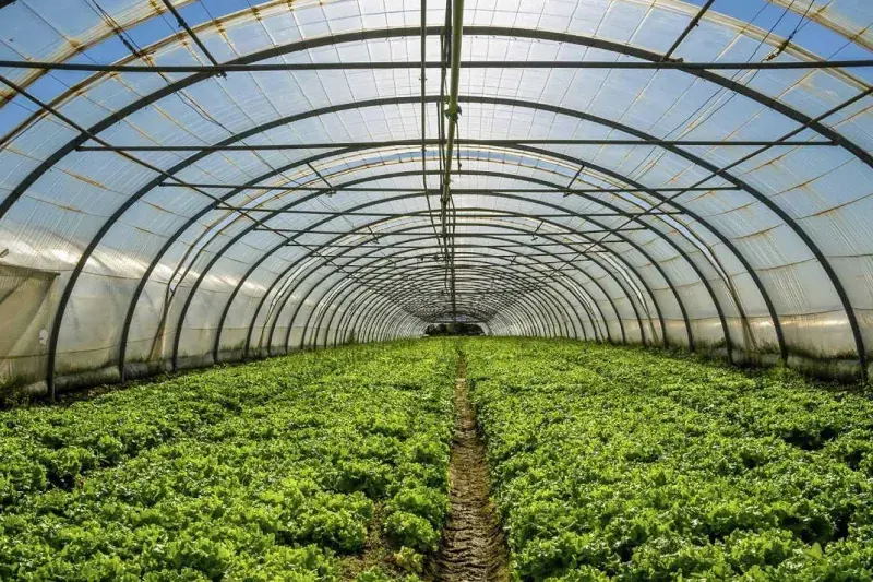 صادرات محصولات گلخانه‌ای اصفهان در سایه کم‌آبی