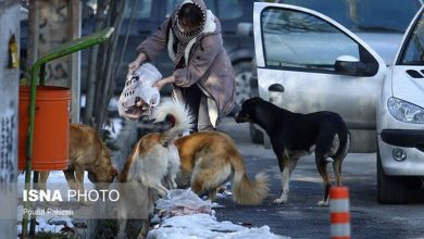 غذا دادن به سگها و گربهها در شهرها حیواندوستی نیست