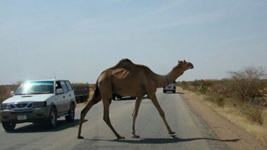 تصادف موتور با شتر در محور جاسک ـ میناب