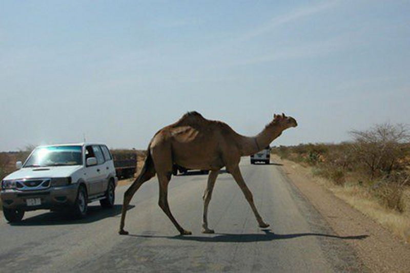 تصادف موتور با شتر در محور جاسک ـ میناب