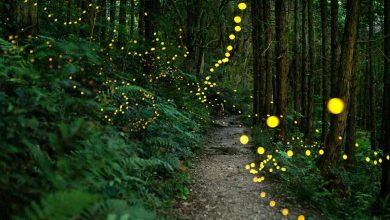 بسیاری از خداناباوران و بیدینها در سراسر جهان باورهای معنوی دارند