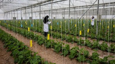 افتتاح بزرگترین شهرک گلخانهای آذربایجان شرقی در شبستر