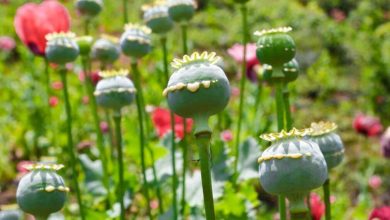 تکذیب شایعه مجاز شدن کشت خشخاش در بشاگرد هرمزگان