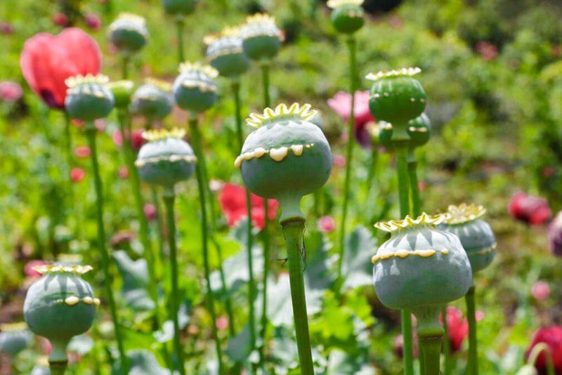 تکذیب شایعه مجاز شدن کشت خشخاش در بشاگرد هرمزگان